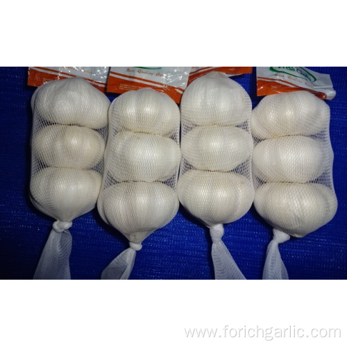 Export Pure White Garlic